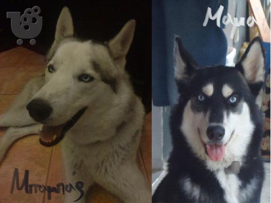 Siberian husky κουτάβια